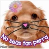 Perritos Con Frases Pendejas 17