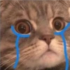 Mas Gatitos [PM] 17