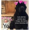 Perritos☆♡ 2 20
