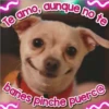 Perritos Con Frases Pendejas 18