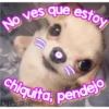 Perritos Con Frases Pendejas 19