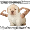 PERRITO PACK 9 19