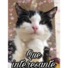 Gatos UwU🐈🍃💜 25