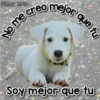 Perritos Con Frases Pendejas 20