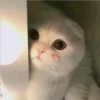 Mas Gatitos [PM] 20