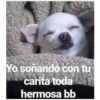 Perritos☆♡ 2 23
