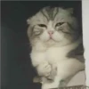 Mas Gatitos [PM] 22