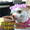 Perritos Con Frases Pendejas 22