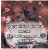 Perritos☆♡ 2 24