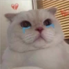 Mas Gatitos [PM] 23
