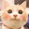 Mas Gatitos [PM] 24