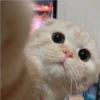 Mas Gatitos [PM] 25