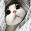 Mas Gatitos [PM] 26