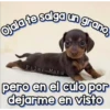 Perritos Con Frases Pendejas 24