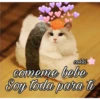 Gatos UwU🐈🍃💜 28