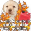 PERRITO PACK 9 21