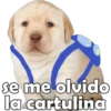PERRITO PACK 9 22