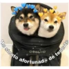 Perritos☆♡ 2 27