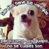 Perritos Con Frases Pendejas 26