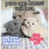 Gatos UwU🐈🍃💜 29