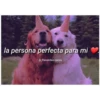 Perritos☆♡ 2 28