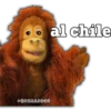 al chile
@BOSHADDER