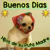 Perritos Con Frases Pendejas 27