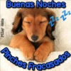 Perritos Con Frases Pendejas 28