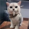 Mas Gatitos [PM] 29