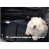 Perritos☆♡ 2 29