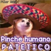 Perritos Con Frases Pendejas 29
