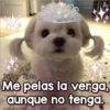 Perritos Con Frases Pendejas 30