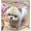 Perritos☆♡ 6