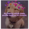 Perritos☆♡ 8