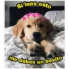 Perritos☆♡ 13