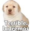Terrible. ladremos