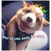 Perritos☆♡ 17