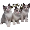 CATS 6