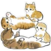 ⓻ Gatitos Hermosos 10