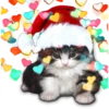 CATS 7