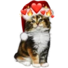 CATS 8