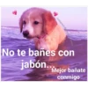 Perritos☆♡ 19