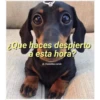 Perritos☆♡ 21