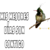 pajaros hermosos 10