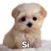 Suaves Lomitos Perritos Pack 21