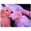 Perritos☆♡ 23