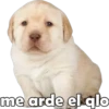 me arde el qlo