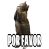 CATS 12