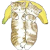 ⓻ Gatitos Hermosos 17