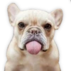 Suaves Lomitos Perritos Pack 23